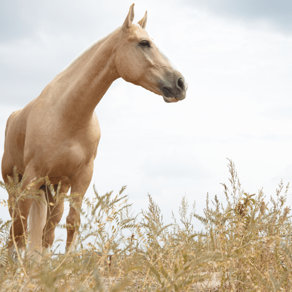 La photographie équine : capturer la grâce et la puissance du cheval