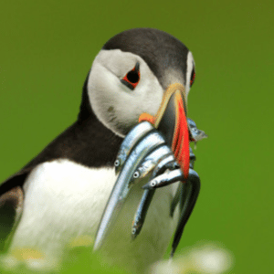 Photographe animalier français.