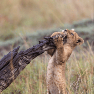 Photographie animalière