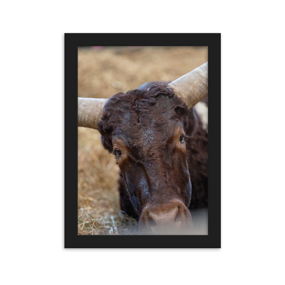 Poster - La vache – Photographie de Vache – De la photographie murale et des posters unique au monde. La boutique de posters créée par Yann Peccard un Photographe français.