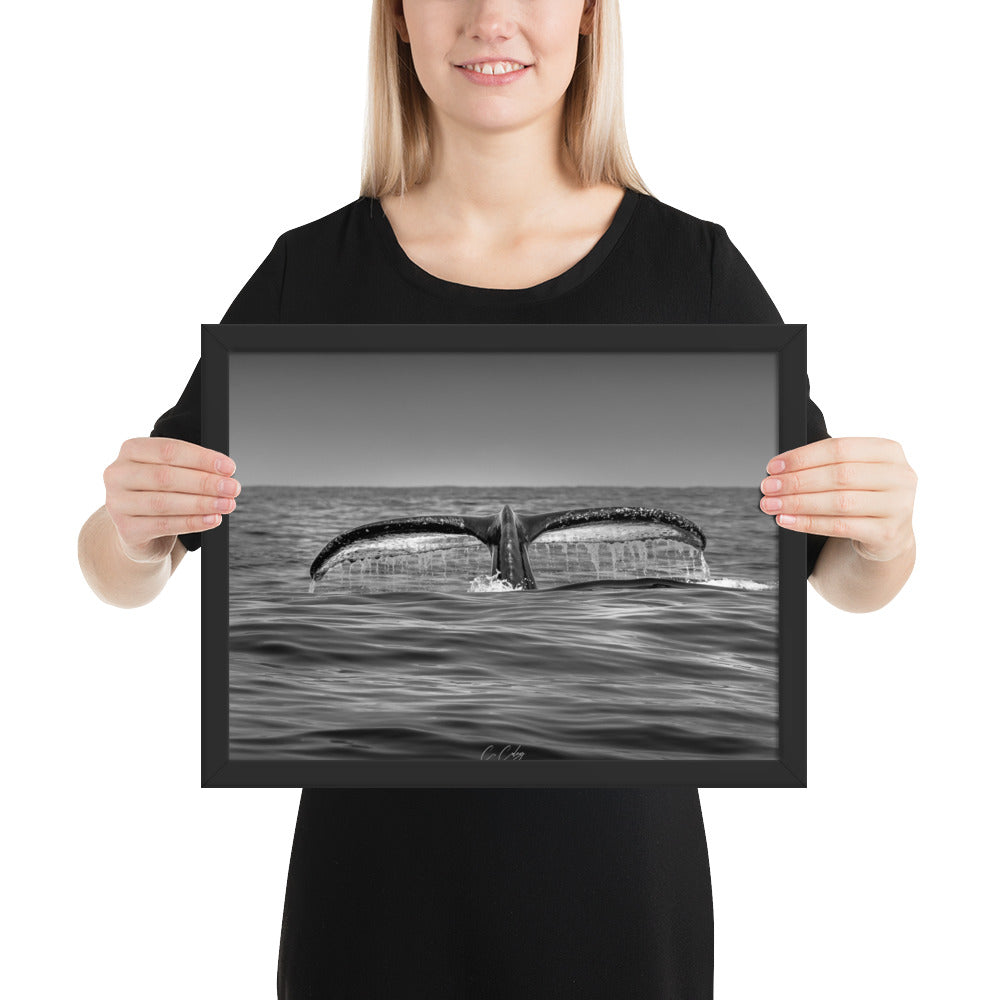 Photographie noir et blanc 'Baleine à Bosse N02' par Charles Coley, mettant en lumière la puissante et sereine nageoire caudale d'une baleine à bosse émergeant des eaux profondes et mystérieuses de l'océan.