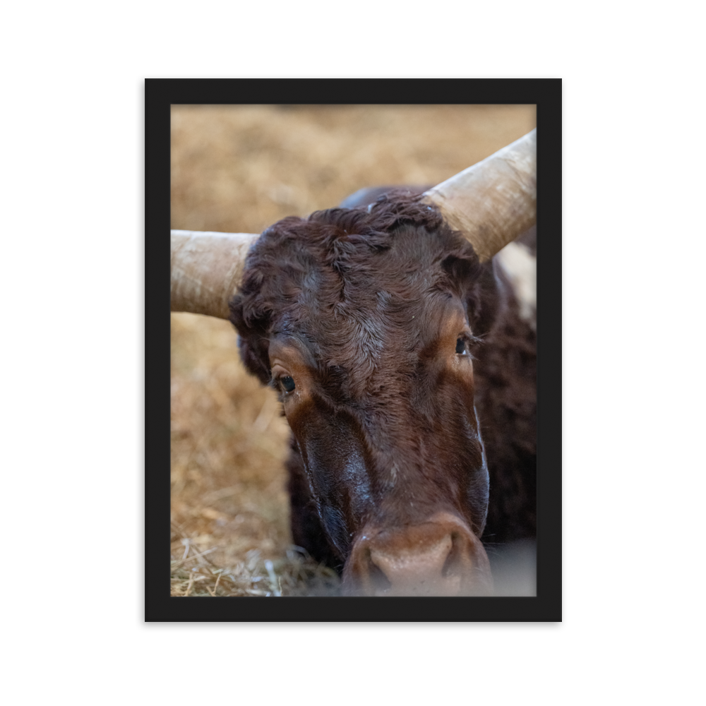 Poster - La vache – Photographie de Vache – De la photographie murale et des posters unique au monde. La boutique de posters créée par Yann Peccard un Photographe français.