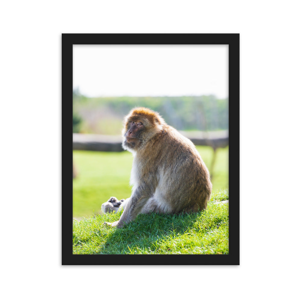 Dans le regard d'un macaque - Poster encadré - La boutique du poster Français