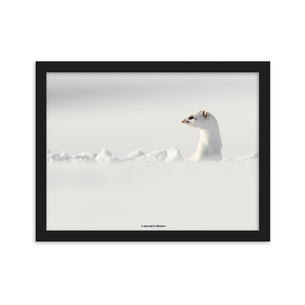 Photographie 'Seul un regard' de Laurent Echenoz, illustrant une hermine dans un paysage enneigé, encadrée en aulne ou chêne pour une élégance naturelle.