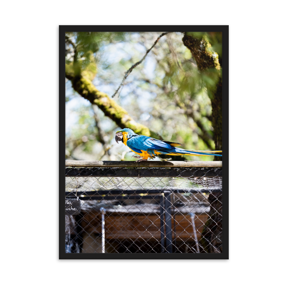 Poster mural - Ara Bleu – Photographie d'oiseau – Poster photographie, photographie murale et des posters muraux unique au monde. La boutique de posters créée par Yann Peccard un Photographe français.