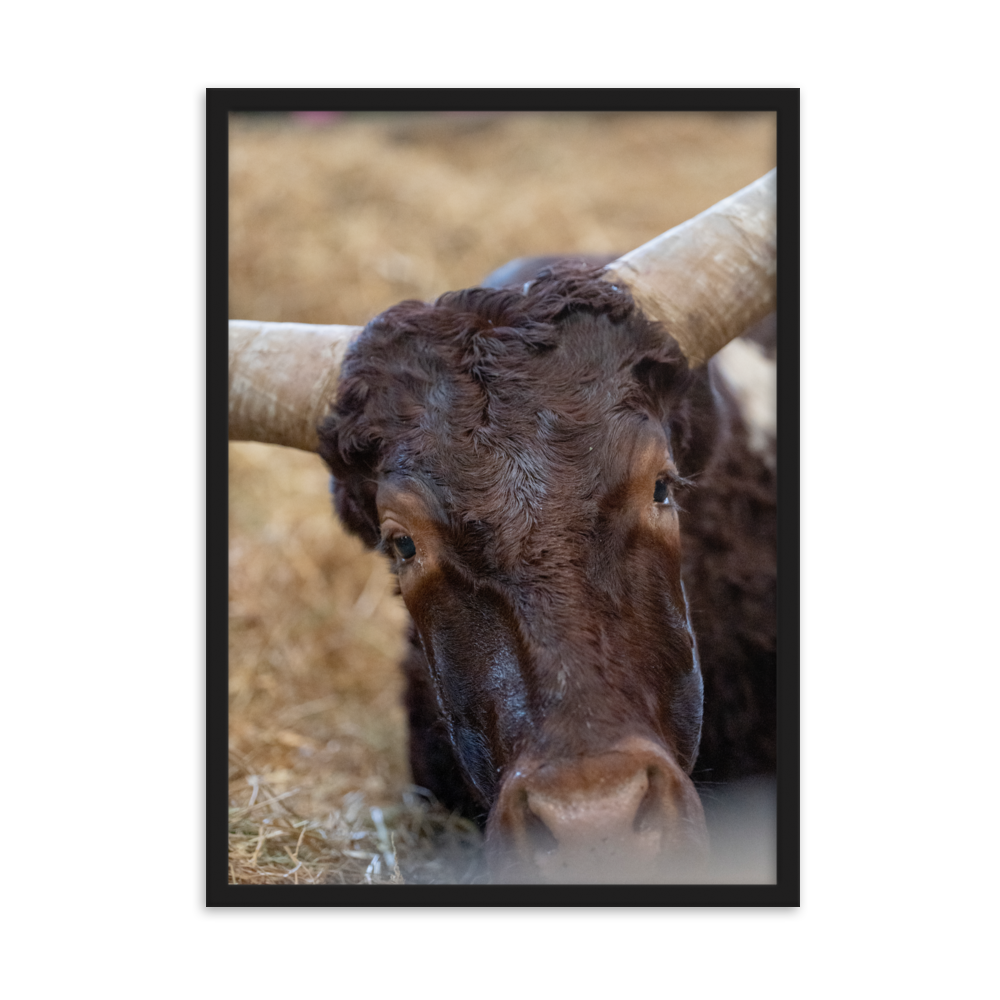 Poster - La vache – Photographie de Vache – De la photographie murale et des posters unique au monde. La boutique de posters créée par Yann Peccard un Photographe français.