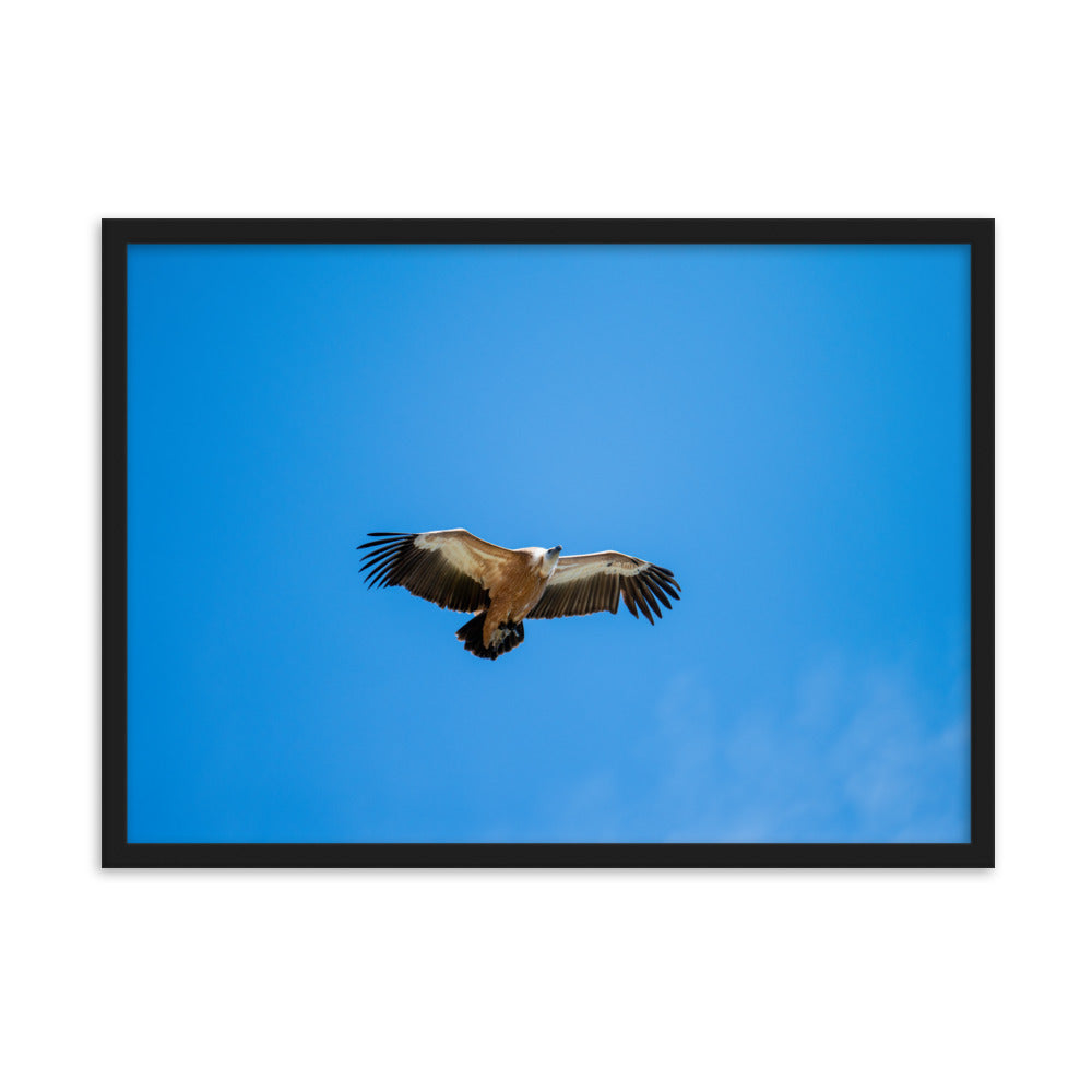 Poster de photographie animalière d'un vautour fauve en plein vol, les ailes écartées, sous un ciel bleu dégagé.