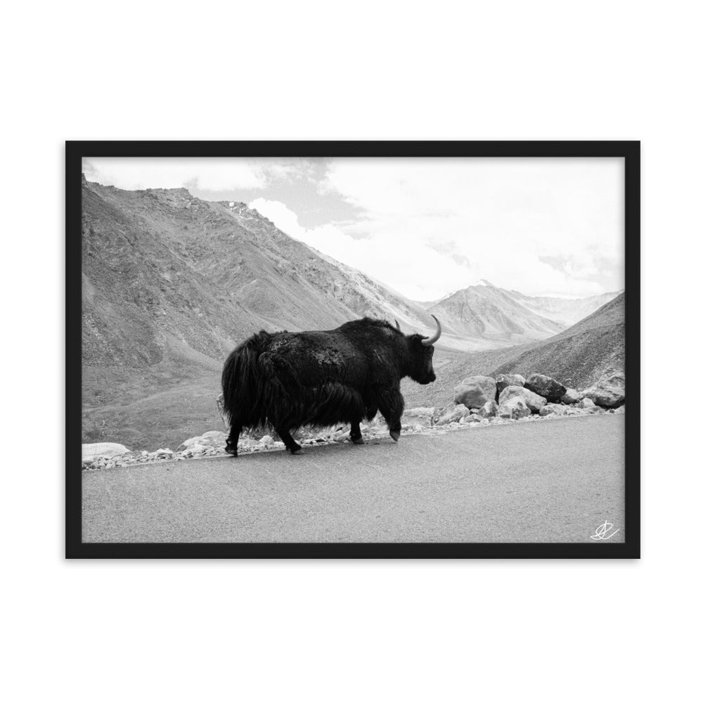 Photographie d'un yack majestueux se déplaçant seul sur les routes escarpées de l'Himalaya, capturée par Ilan Shoham.