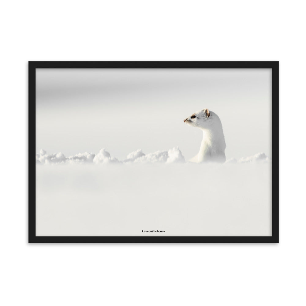 Photographie 'Seul un regard' de Laurent Echenoz, illustrant une hermine dans un paysage enneigé, encadrée en aulne ou chêne pour une élégance naturelle.