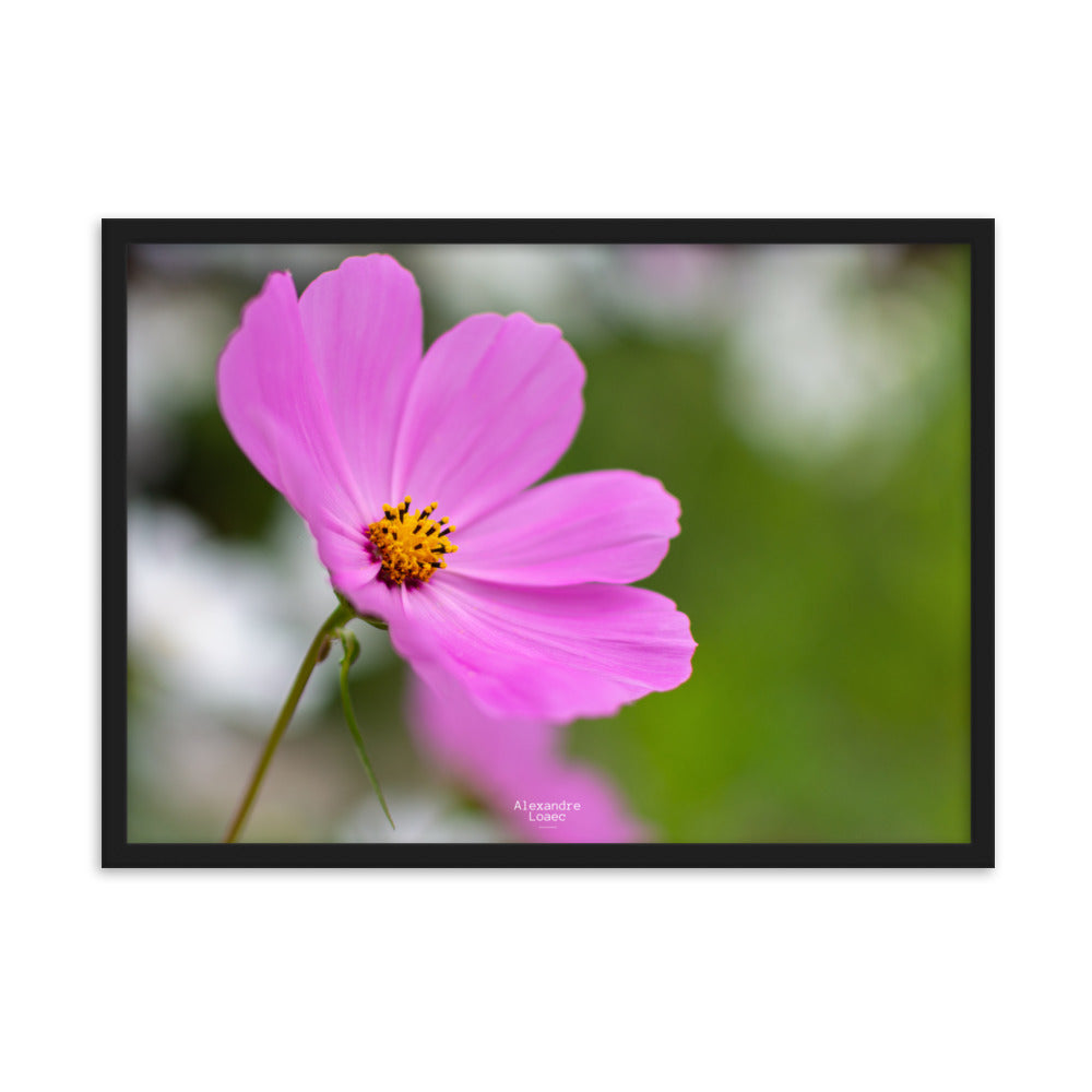 petite fleur face au lac d'Annecy 