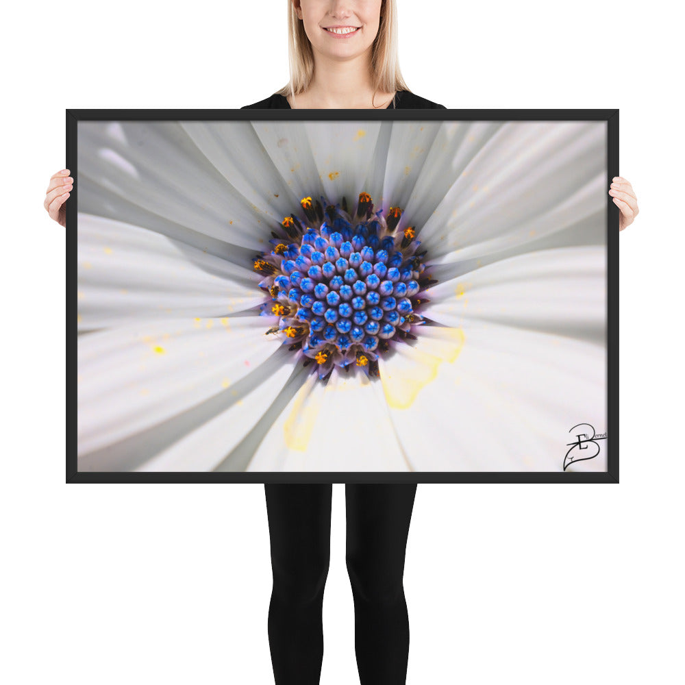 Poster macrophotographique 'Les Jupons de Marguerite' par Eli Bernet, révélant une immersion détaillée au cœur d'une marguerite, comme une abeille sur le point de butiner, encadrée élégamment pour un impact visuel naturel dans votre espace.