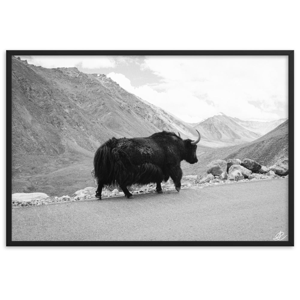 Photographie d'un yack majestueux se déplaçant seul sur les routes escarpées de l'Himalaya, capturée par Ilan Shoham.