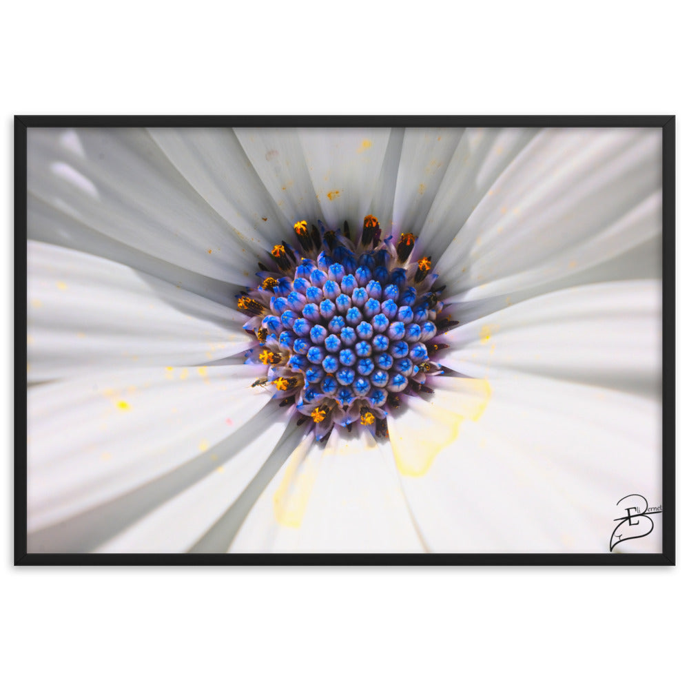 Poster macrophotographique 'Les Jupons de Marguerite' par Eli Bernet, révélant une immersion détaillée au cœur d'une marguerite, comme une abeille sur le point de butiner, encadrée élégamment pour un impact visuel naturel dans votre espace.