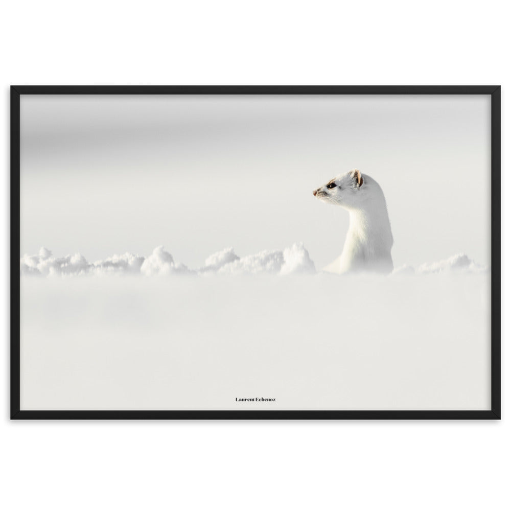 Photographie 'Seul un regard' de Laurent Echenoz, illustrant une hermine dans un paysage enneigé, encadrée en aulne ou chêne pour une élégance naturelle.