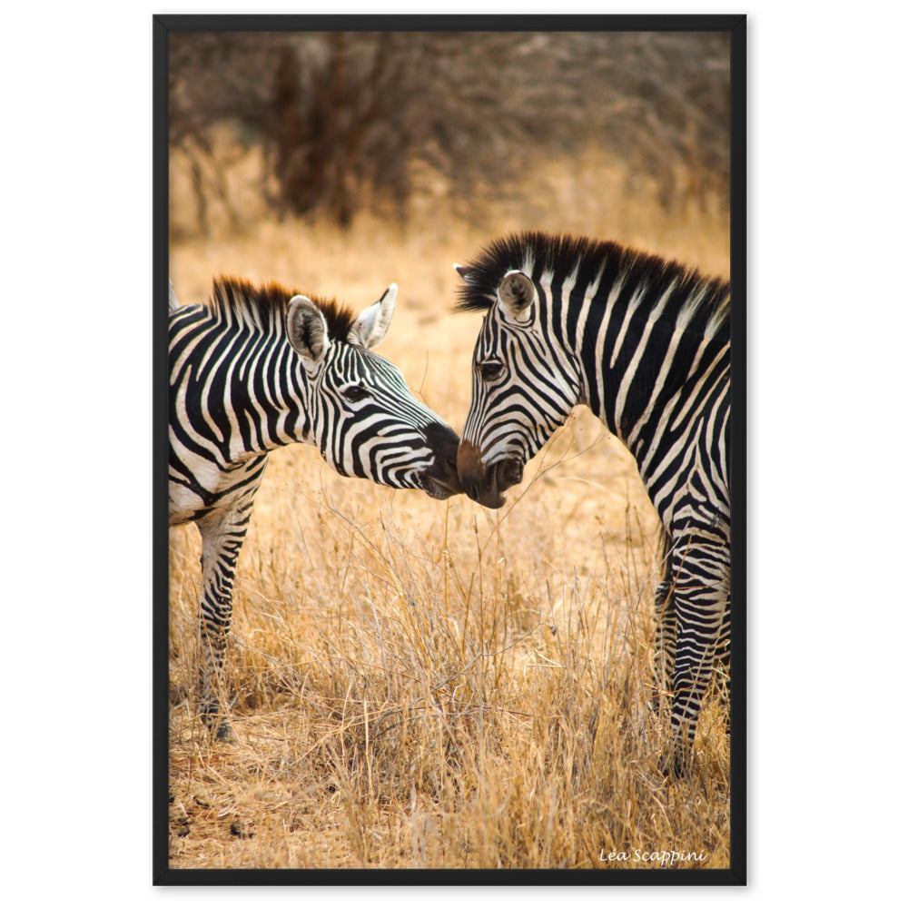 Photographie de deux zèbres s'embrassant dans le parc national du Serengeti, capturée par Léa Scappini, illustrant un moment intime et tendre de la vie sauvage.