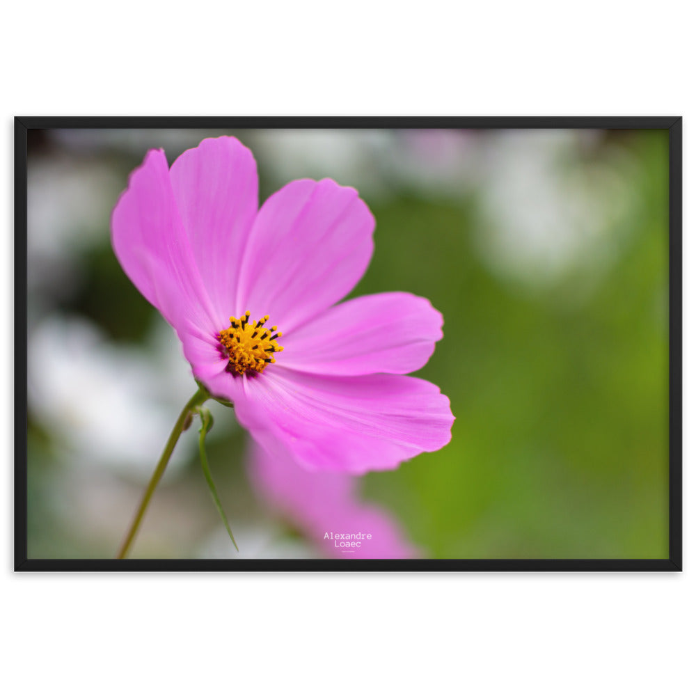 petite fleur face au lac d'Annecy 