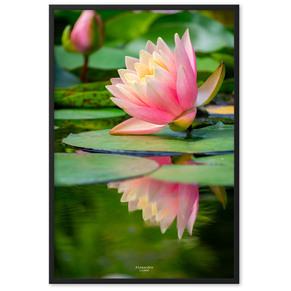 nénuphar dans les Jardins d'eau de Carsac