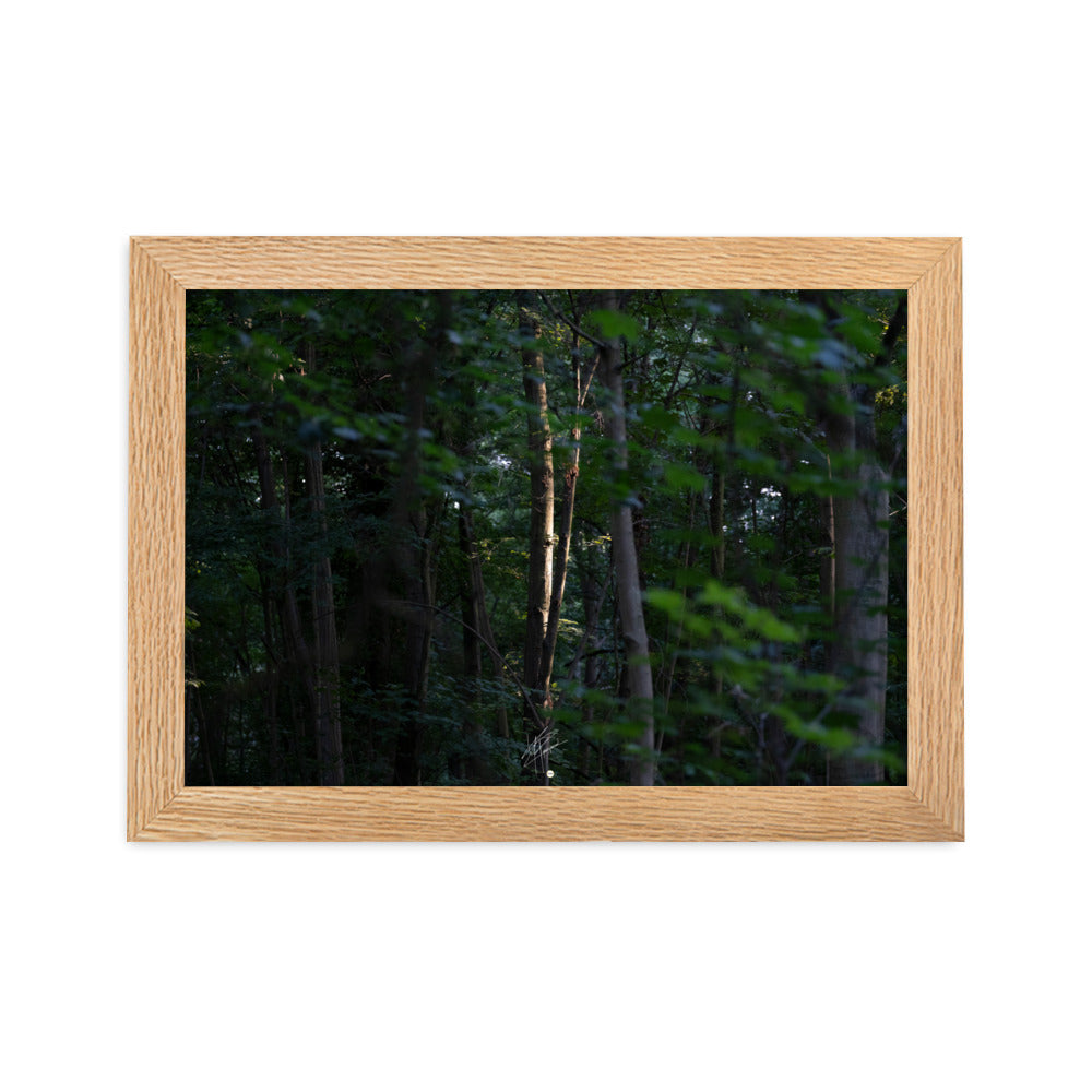 Photographie forestière mettant en évidence un arbre majestueux baigné de lumière, entouré d'une forêt ombragée, illustrant le contraste entre lumière et ombre.