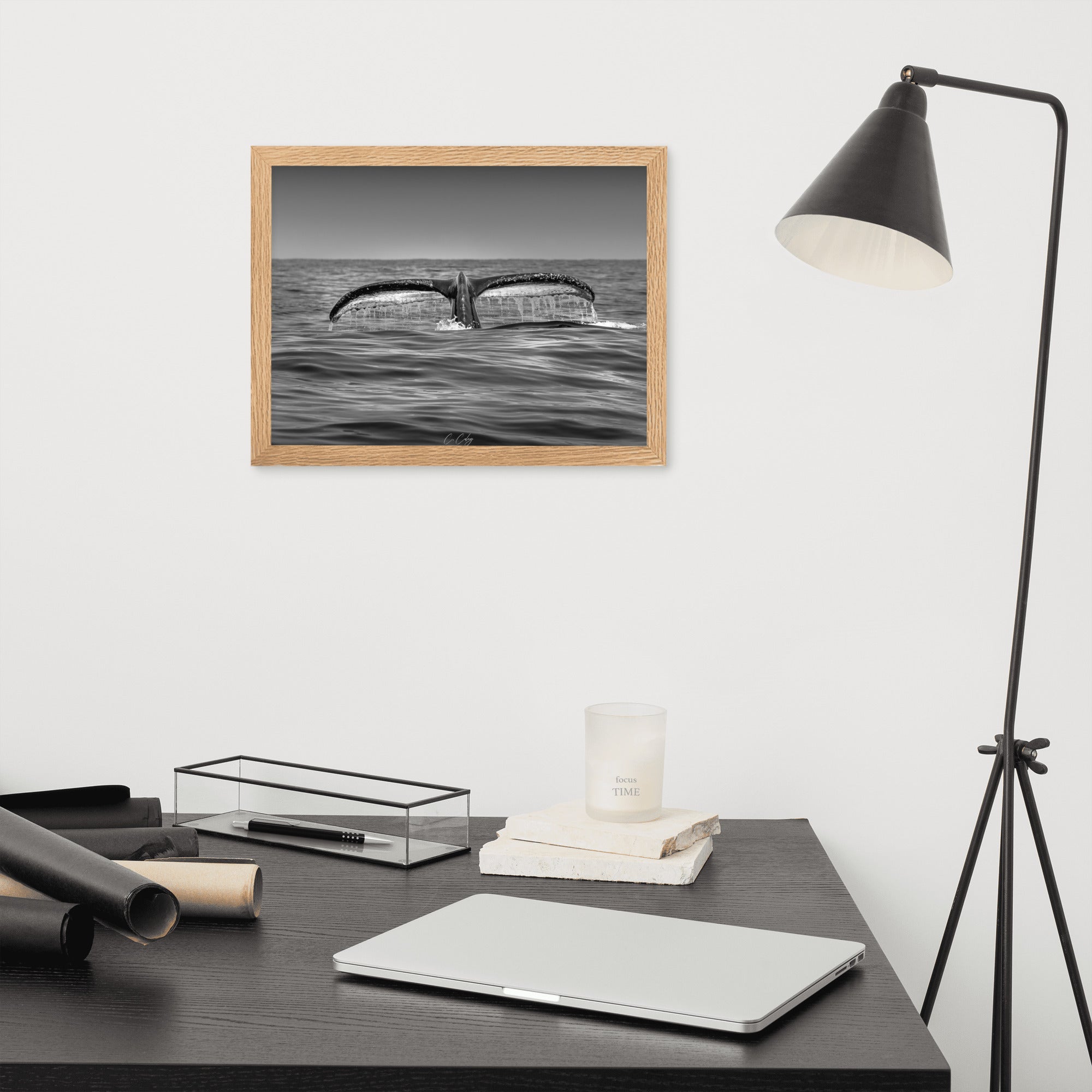 Photographie noir et blanc 'Baleine à Bosse N02' par Charles Coley, mettant en lumière la puissante et sereine nageoire caudale d'une baleine à bosse émergeant des eaux profondes et mystérieuses de l'océan.