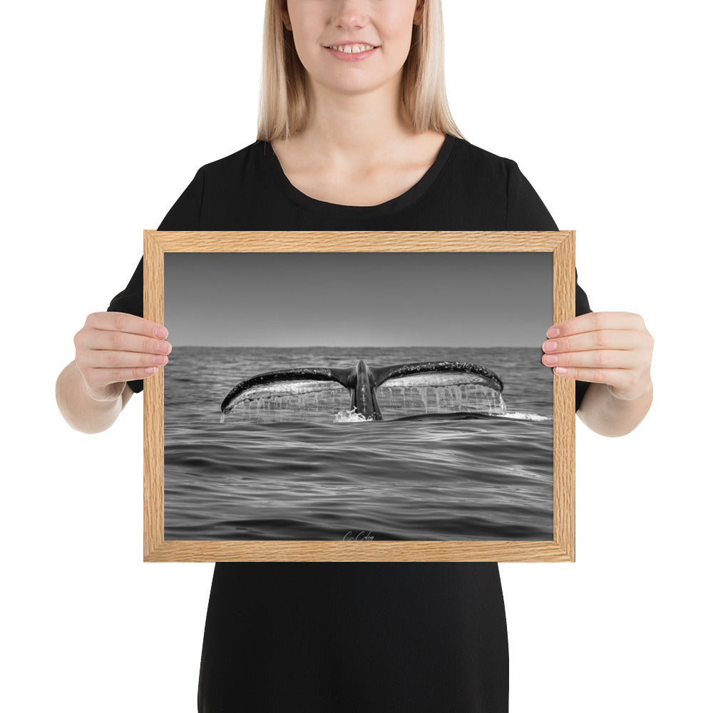 Photographie noir et blanc 'Baleine à Bosse N02' par Charles Coley, mettant en lumière la puissante et sereine nageoire caudale d'une baleine à bosse émergeant des eaux profondes et mystérieuses de l'océan.