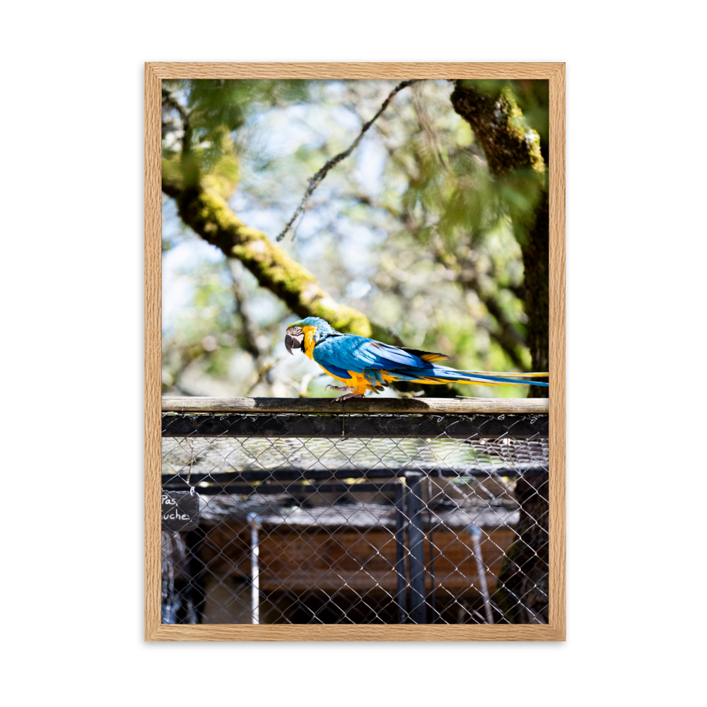 Poster mural - Ara Bleu – Photographie d'oiseau – Poster photographie, photographie murale et des posters muraux unique au monde. La boutique de posters créée par Yann Peccard un Photographe français.