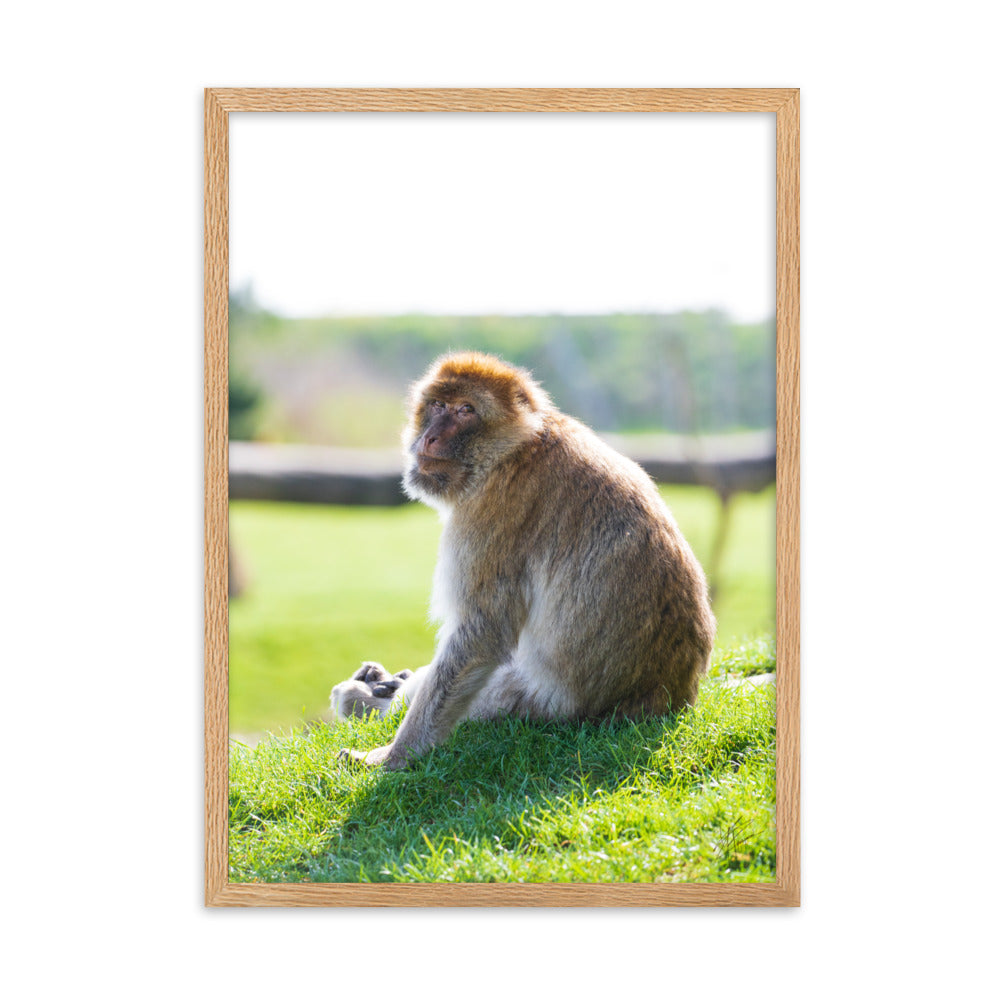 Dans le regard d'un macaque - Poster encadré - La boutique du poster Français