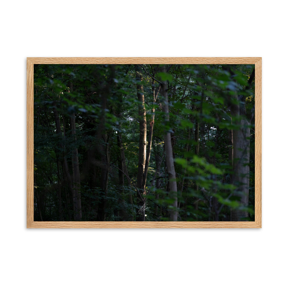 Photographie forestière mettant en évidence un arbre majestueux baigné de lumière, entouré d'une forêt ombragée, illustrant le contraste entre lumière et ombre.