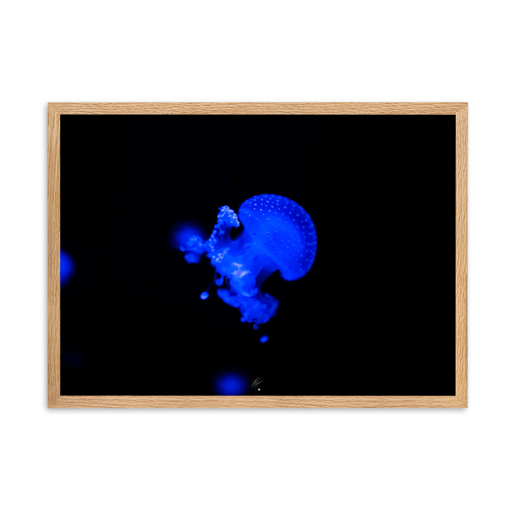 Photographie de méduse illuminée d'un éclat bleu hypnotique sur fond sombre, encadrée élégamment, par l'artiste Yann Peccard.