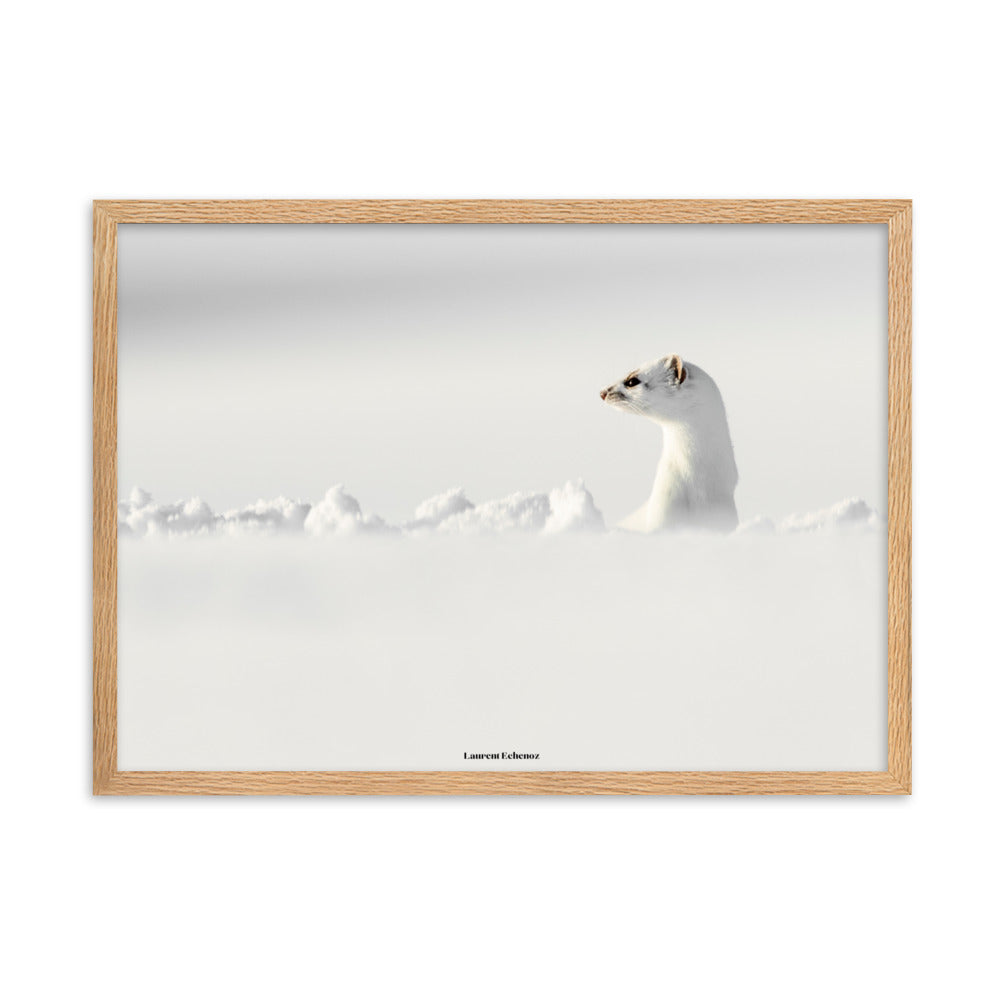 Photographie 'Seul un regard' de Laurent Echenoz, illustrant une hermine dans un paysage enneigé, encadrée en aulne ou chêne pour une élégance naturelle.