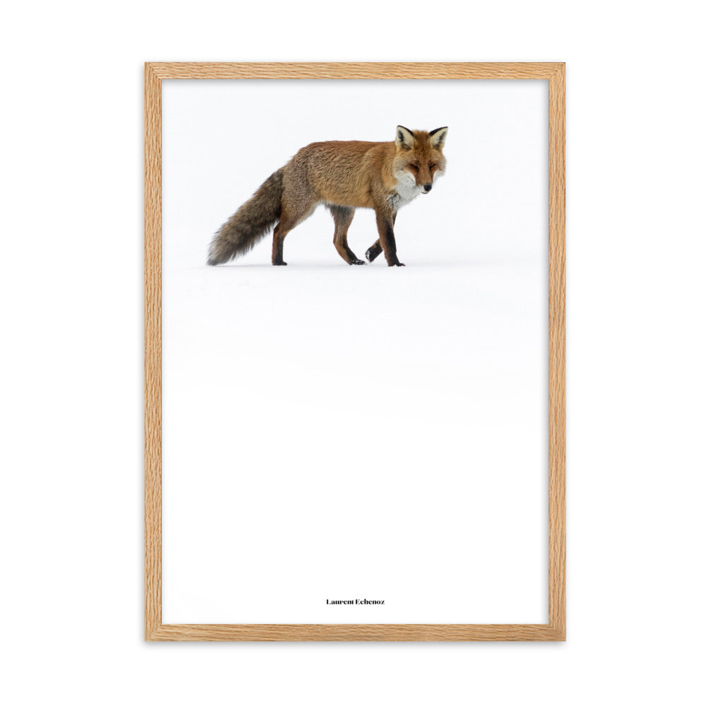 Photographie 'Doux Roux' de Laurent Echenoz, montrant un renard roux dans un paysage hivernal, encadré en aulne ou chêne pour une élégance naturelle.