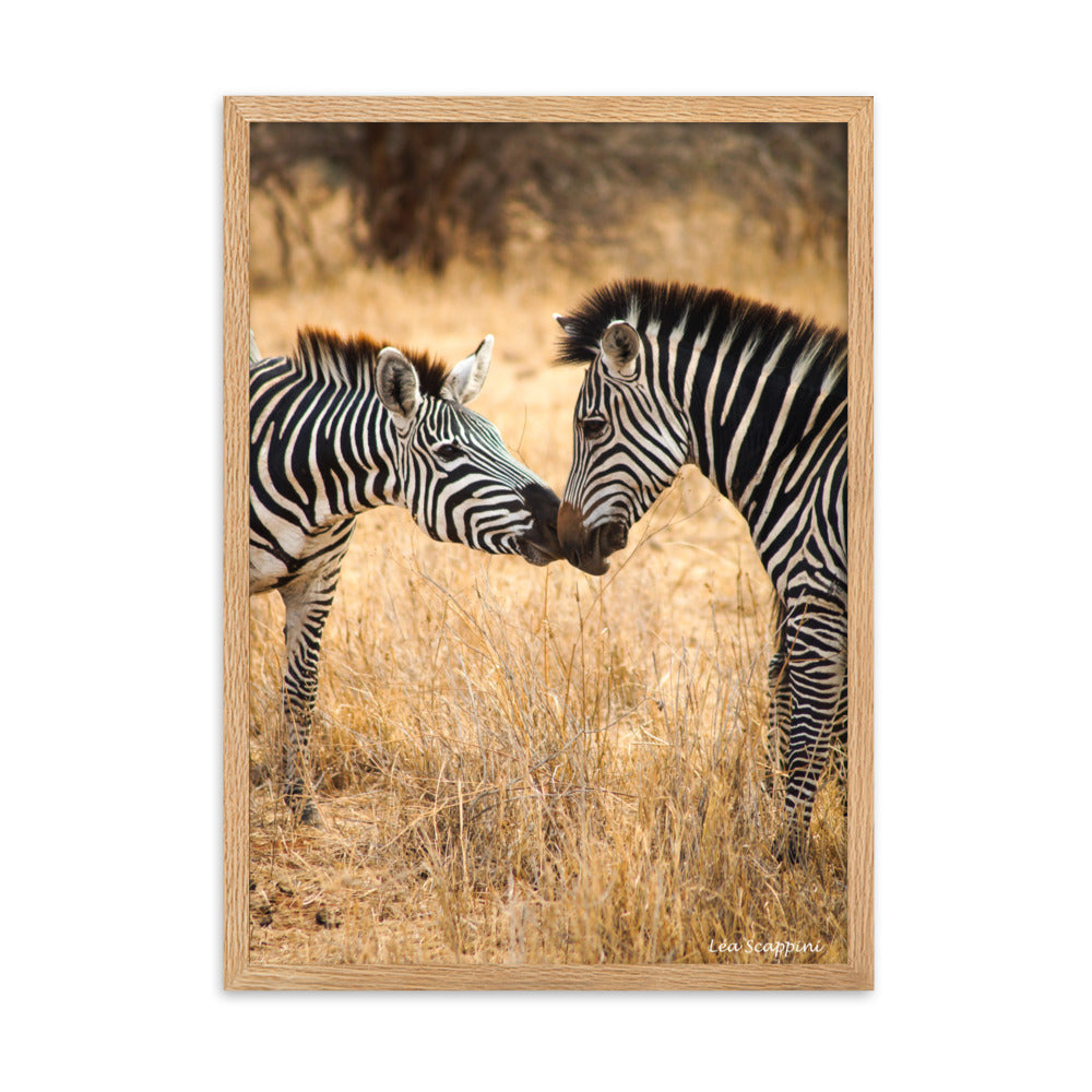 Poster "Zèbres" par Léa Scappini, montrant une scène touchante de zèbres en Tanzanie, idéal pour les amateurs de photographie animalière et de nature.