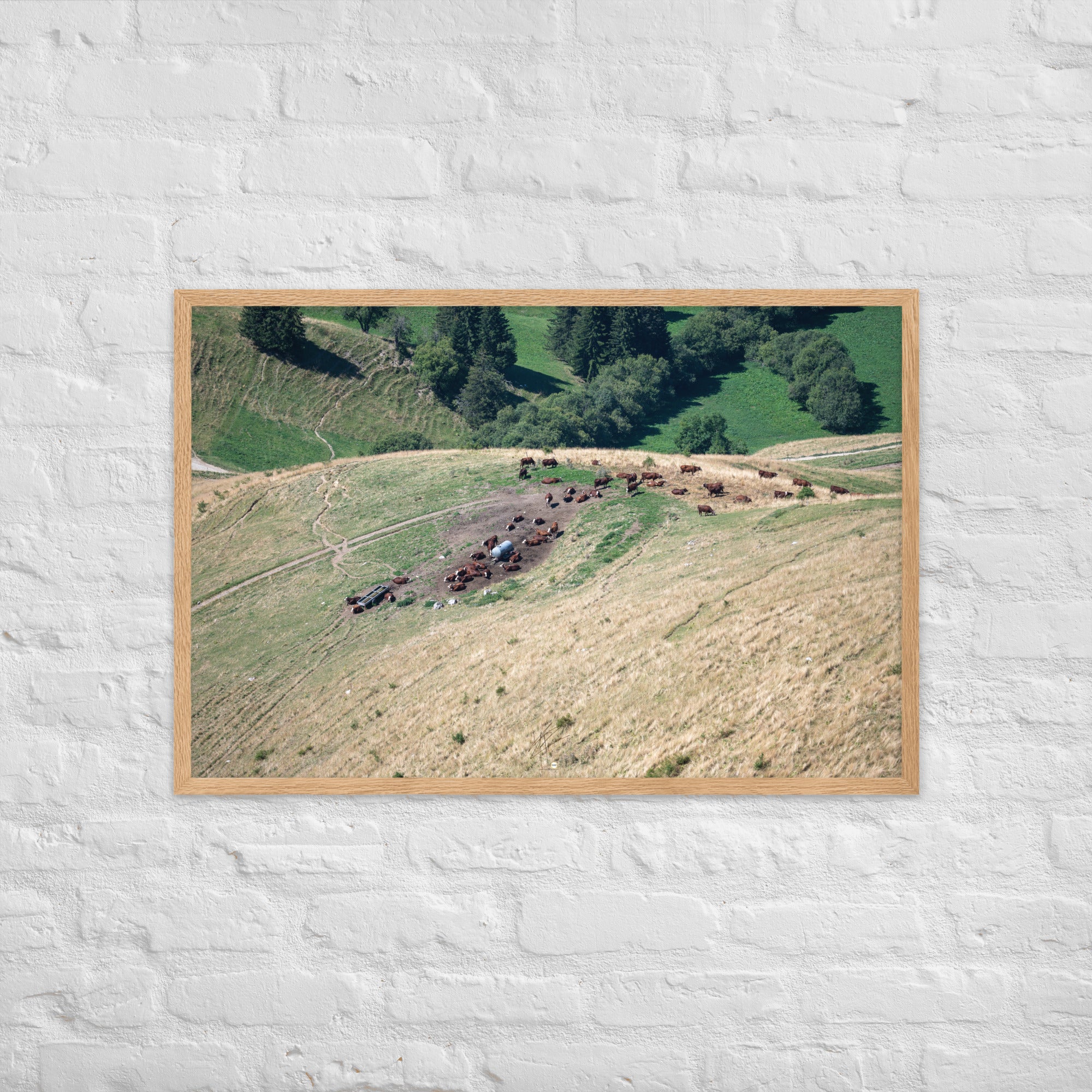 Photographie des vaches paissant paisiblement avec en toile de fond les montagnes majestueuses de la Tournette près d'Annecy. La nature dans sa splendeur.