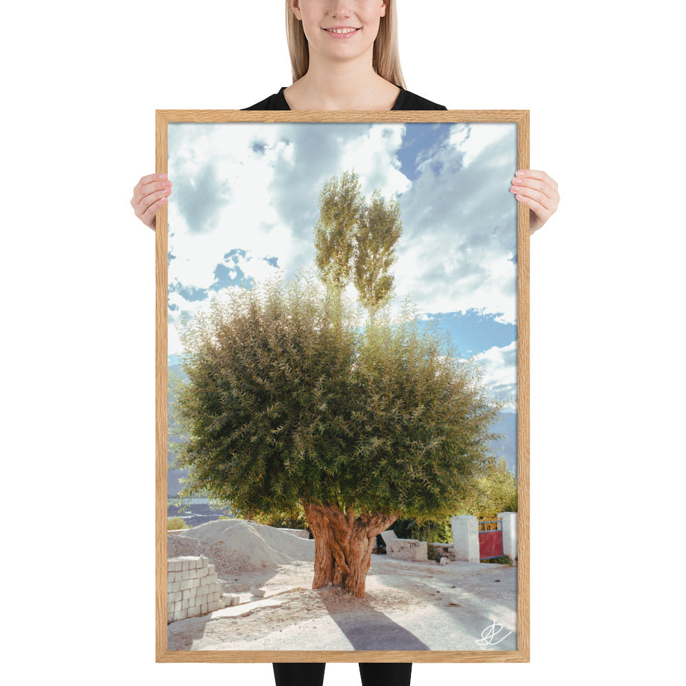 Photographie 'Arbre du Monastère' par Ilan Shoham, illustrant un arbre en pleine lumière juxtaposé à un monastère en ombre dans la Vallée de Noubra, symbolisant la rencontre entre la nature et l'évolution humaine.