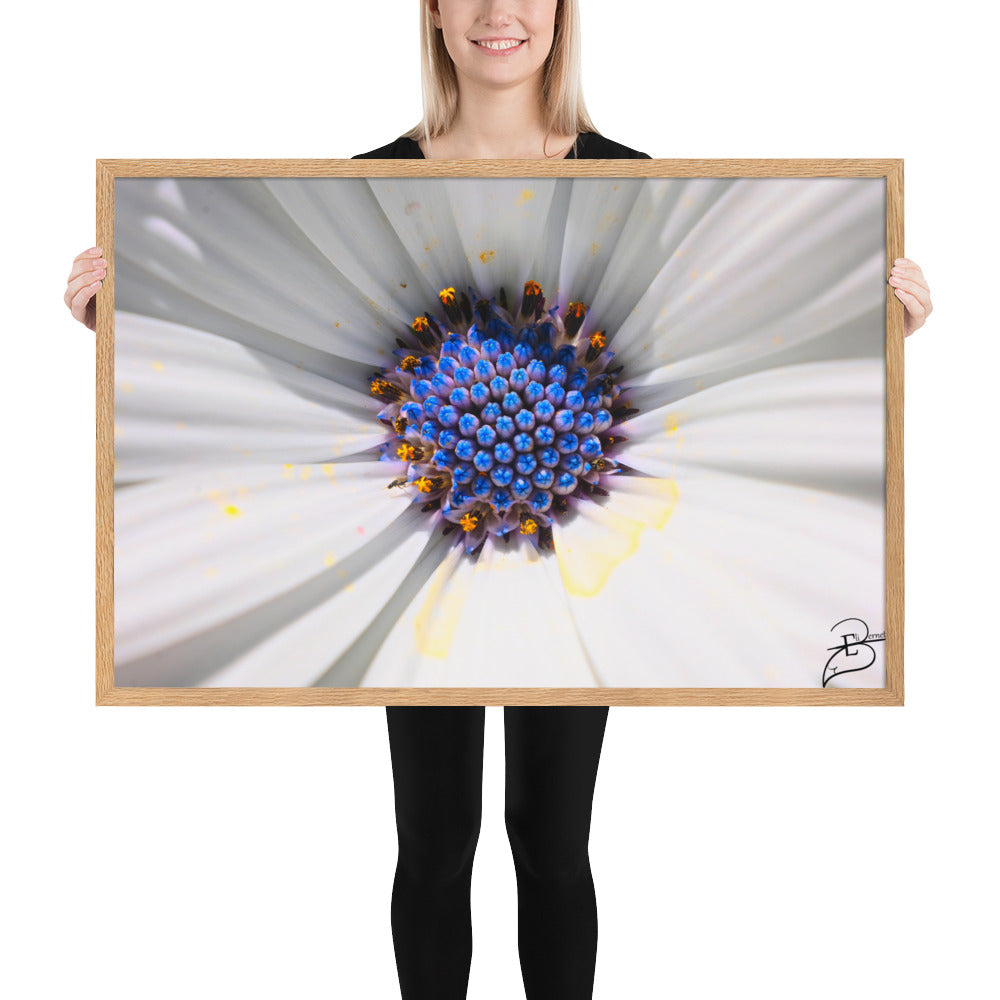 Poster macrophotographique 'Les Jupons de Marguerite' par Eli Bernet, révélant une immersion détaillée au cœur d'une marguerite, comme une abeille sur le point de butiner, encadrée élégamment pour un impact visuel naturel dans votre espace.