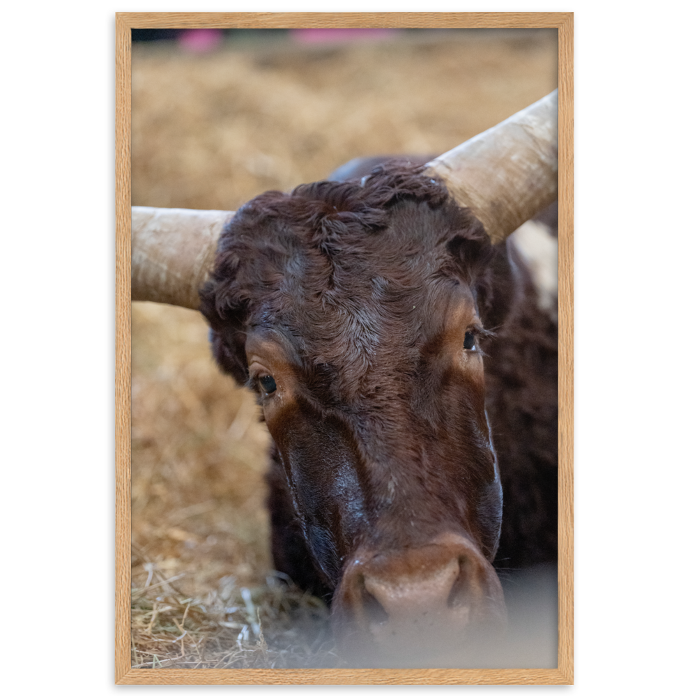 Poster - La vache – Photographie de Vache – De la photographie murale et des posters unique au monde. La boutique de posters créée par Yann Peccard un Photographe français.