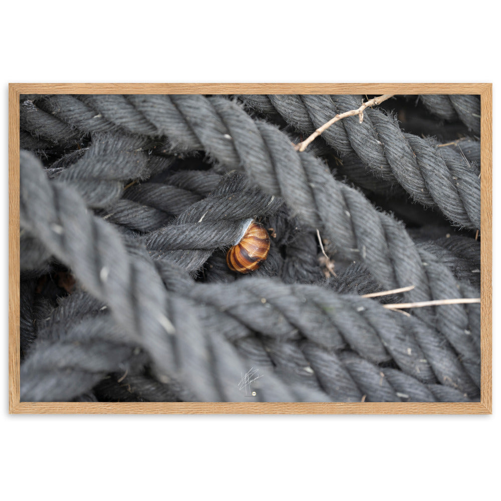 Un escargot reposant délicatement sur une épaisse corde d'amarrage, illustrant un moment de paix et de coexistence.