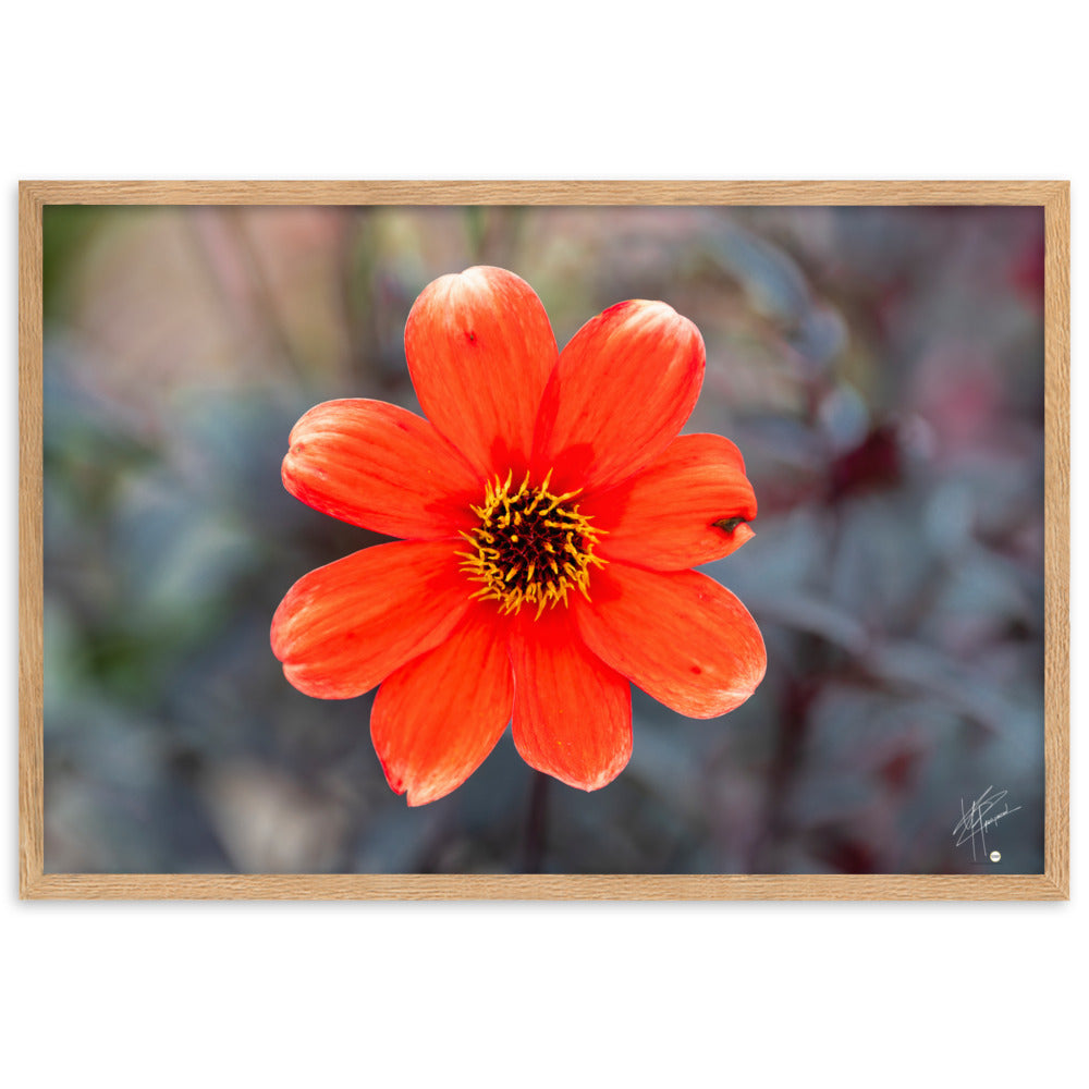 Photographie vibrante d'un Dahlia en pleine floraison, avec ses pétales détaillés et sa couleur éclatante, encadrée élégamment pour un affichage mural.