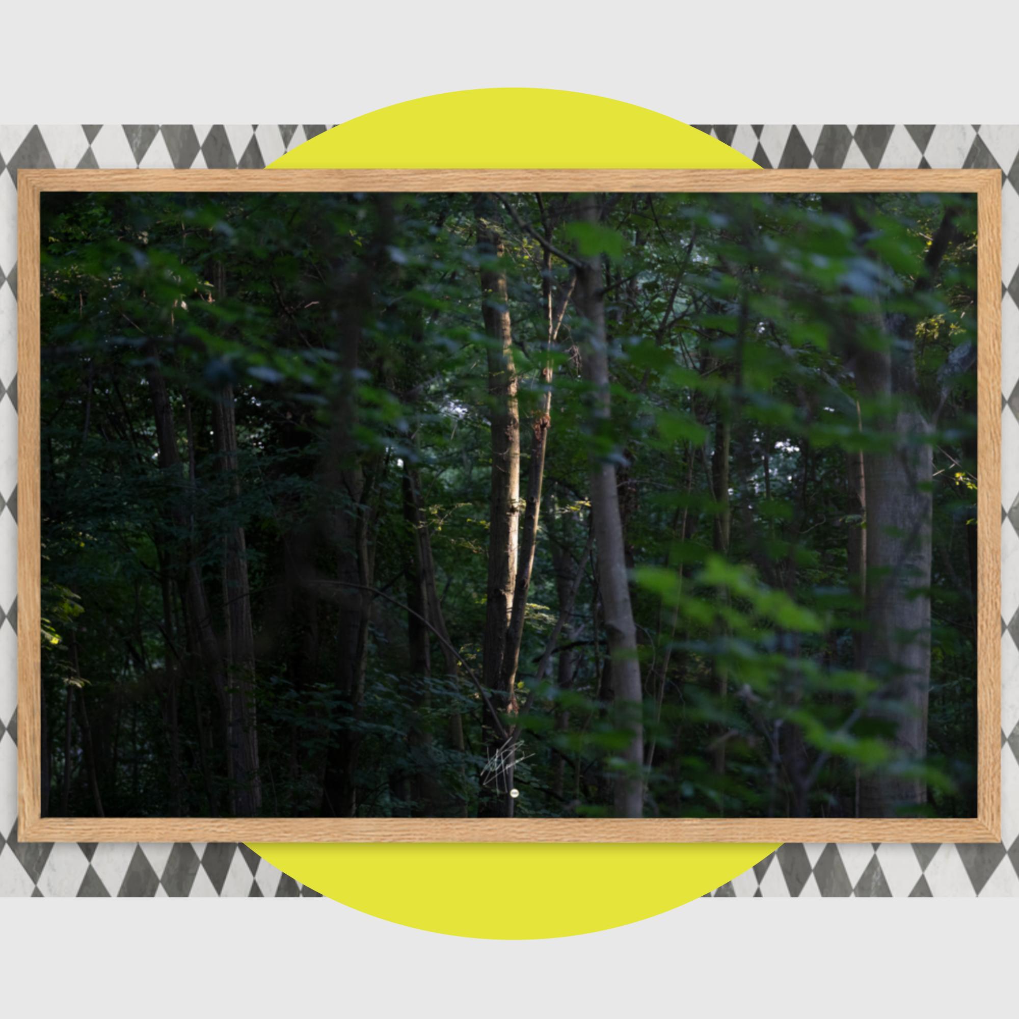 Photographie forestière mettant en évidence un arbre majestueux baigné de lumière, entouré d'une forêt ombragée, illustrant le contraste entre lumière et ombre.