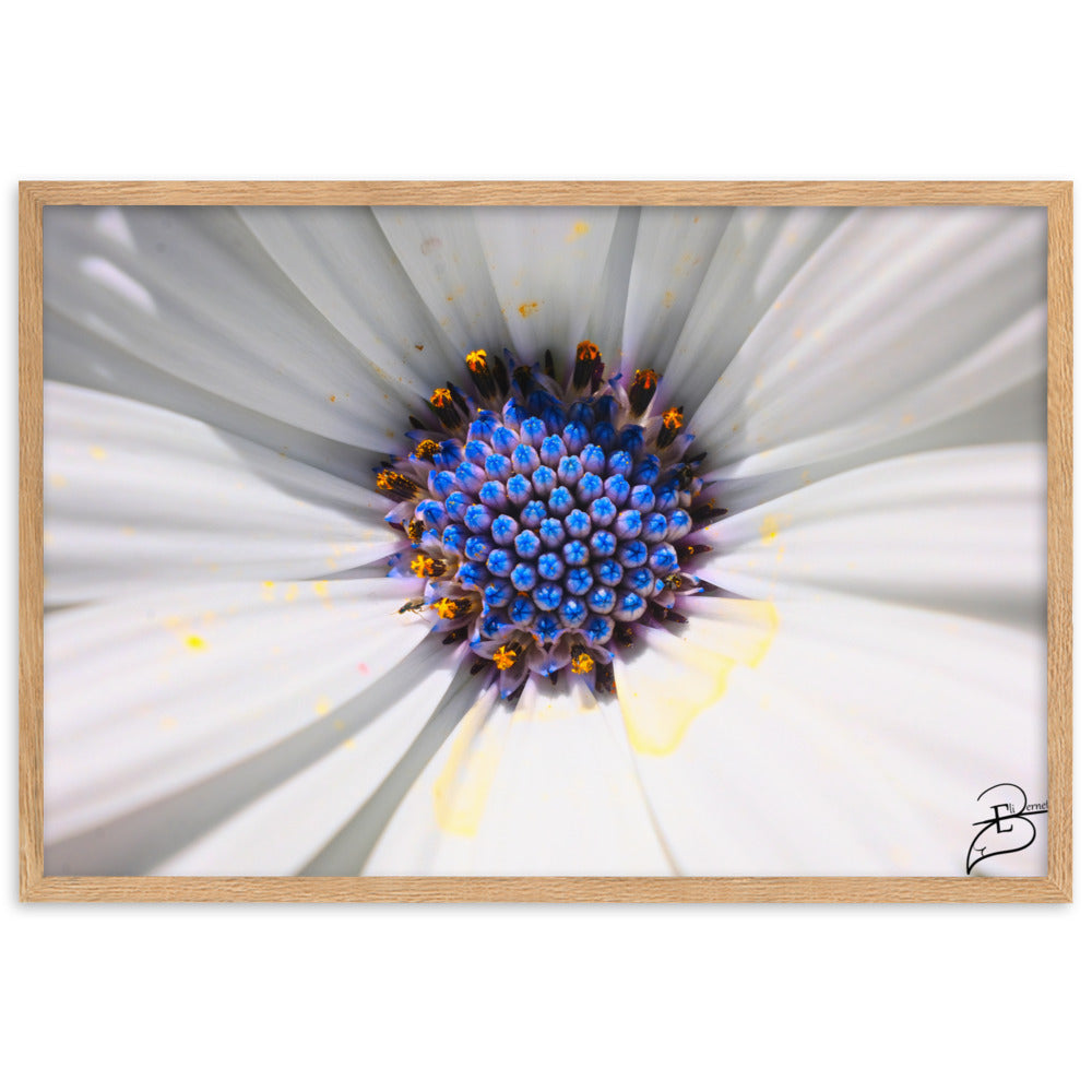 Poster macrophotographique 'Les Jupons de Marguerite' par Eli Bernet, révélant une immersion détaillée au cœur d'une marguerite, comme une abeille sur le point de butiner, encadrée élégamment pour un impact visuel naturel dans votre espace.