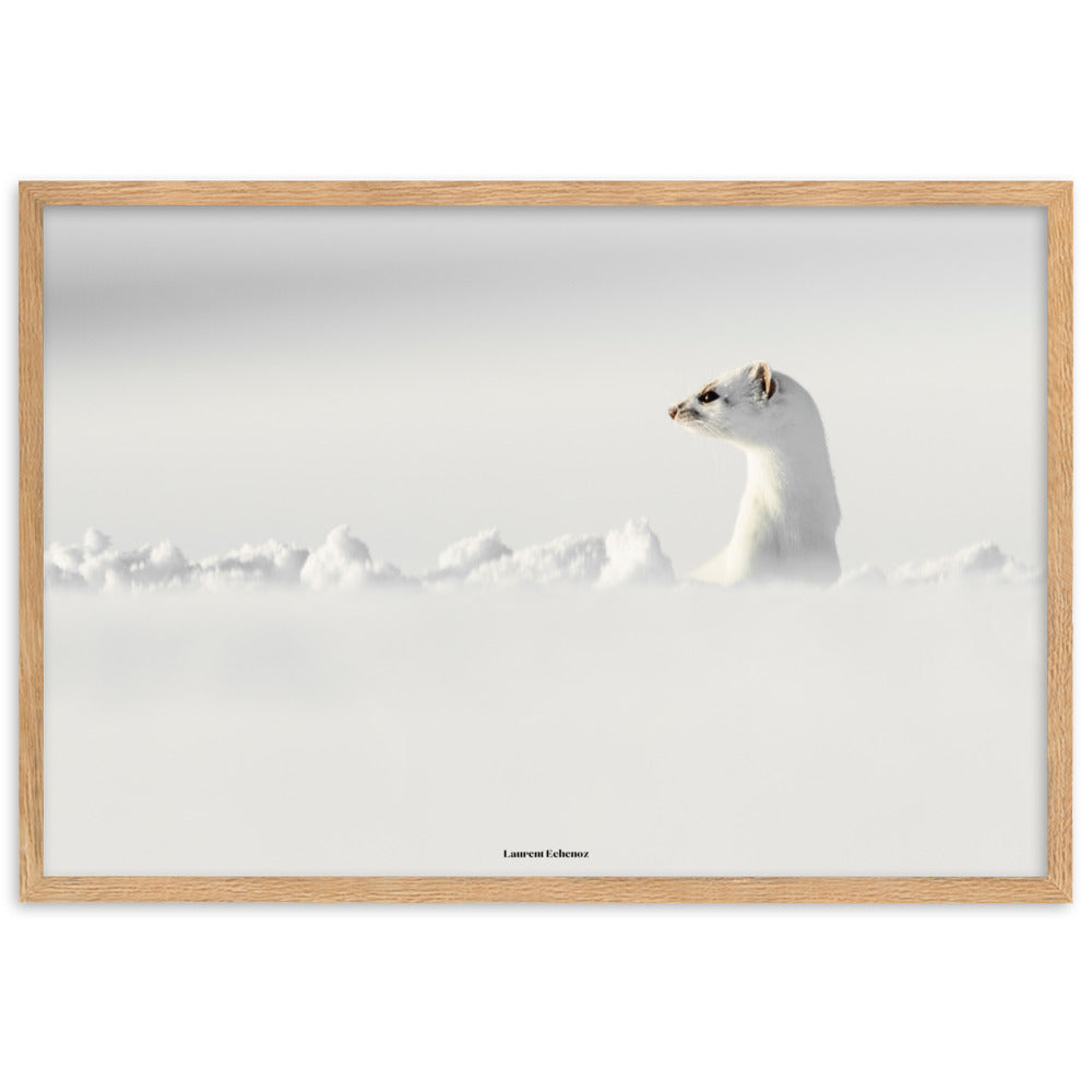 Photographie 'Seul un regard' de Laurent Echenoz, illustrant une hermine dans un paysage enneigé, encadrée en aulne ou chêne pour une élégance naturelle.