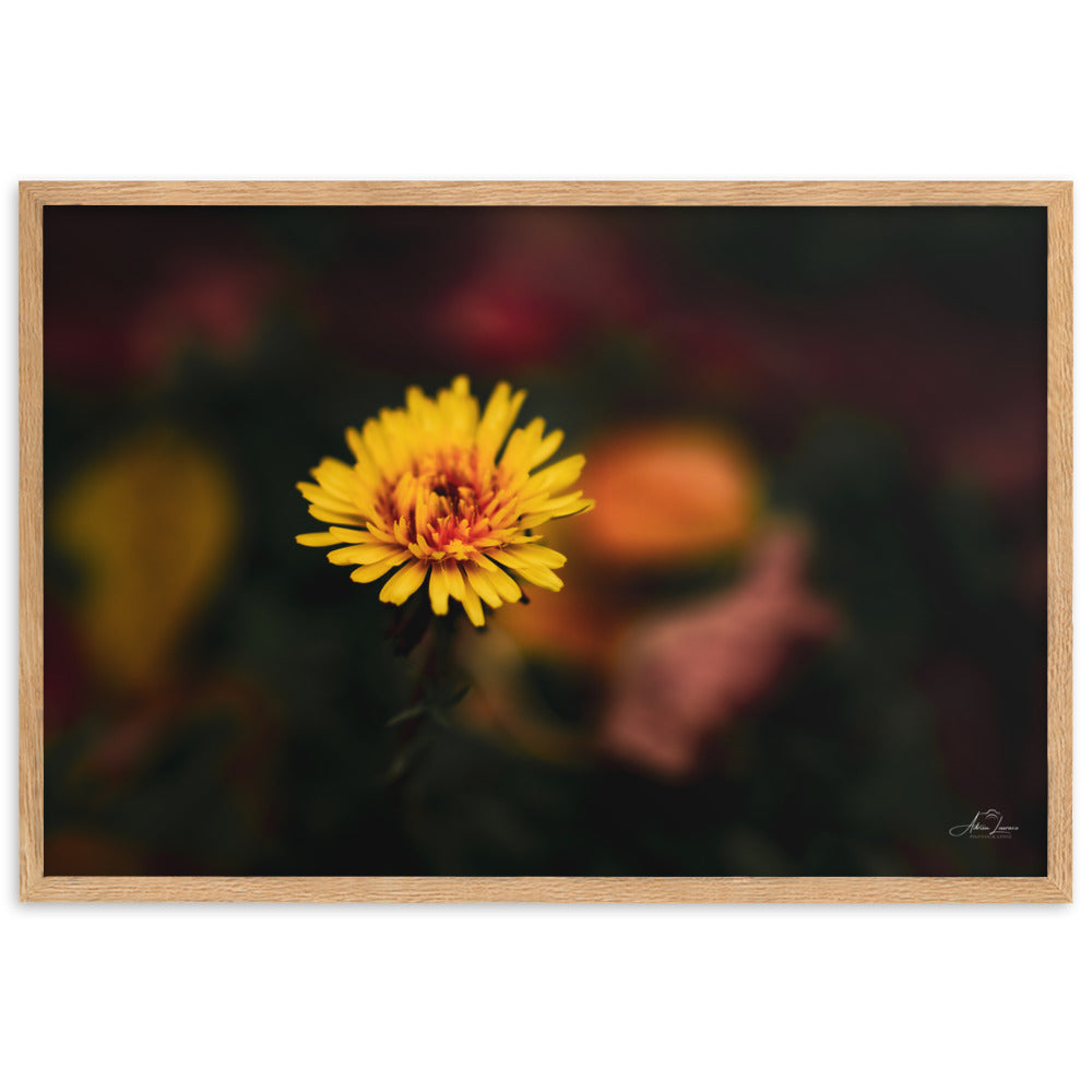 Photographie d'une fleur jaune vif se dressant contre un fond sombre et flou, capturée par Adrien Louraco, illustrant la résilience et la beauté de la nature.