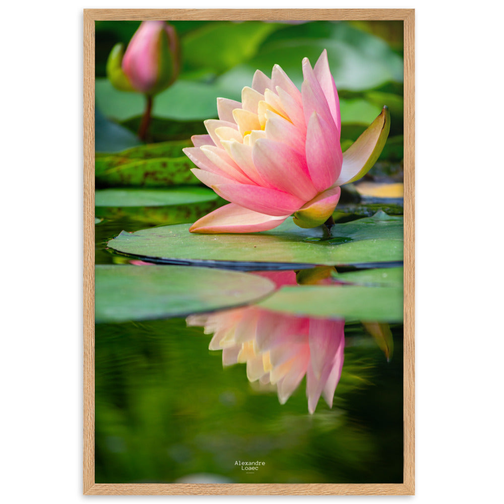 nénuphar dans les Jardins d'eau de Carsac