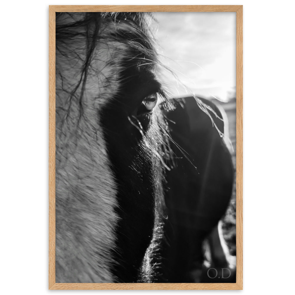 Portrait cheval en noir et blanc