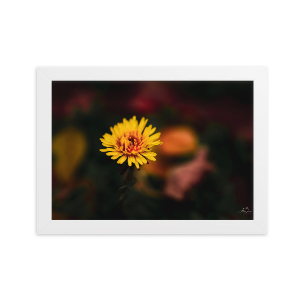 Photographie d'une fleur jaune vif se dressant contre un fond sombre et flou, capturée par Adrien Louraco, illustrant la résilience et la beauté de la nature.