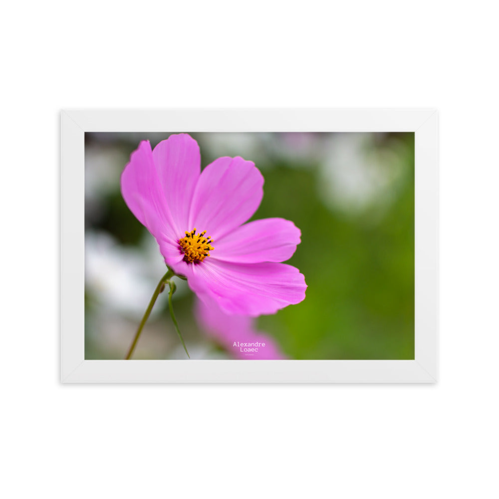 petite fleur face au lac d'Annecy 