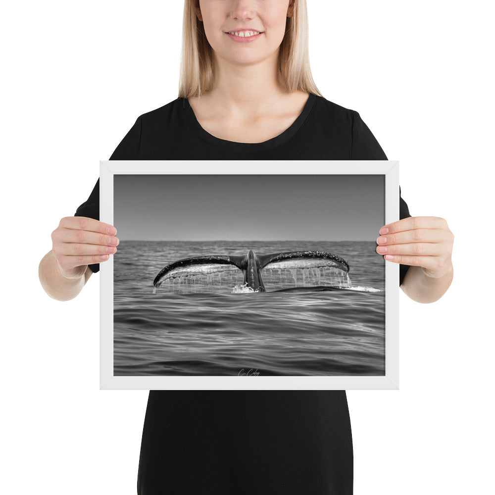 Photographie noir et blanc 'Baleine à Bosse N02' par Charles Coley, mettant en lumière la puissante et sereine nageoire caudale d'une baleine à bosse émergeant des eaux profondes et mystérieuses de l'océan.