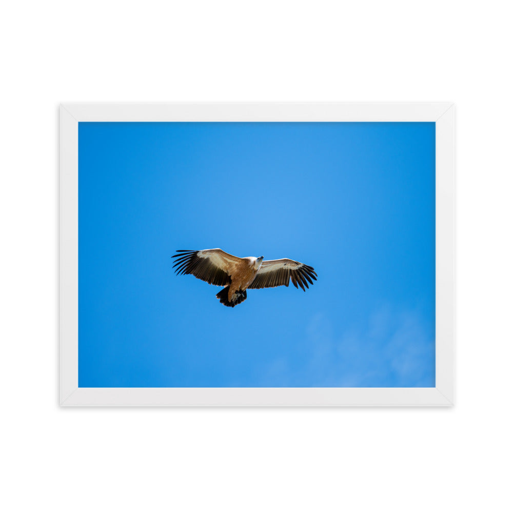 Poster de photographie animalière d'un vautour fauve en plein vol, les ailes écartées, sous un ciel bleu dégagé.