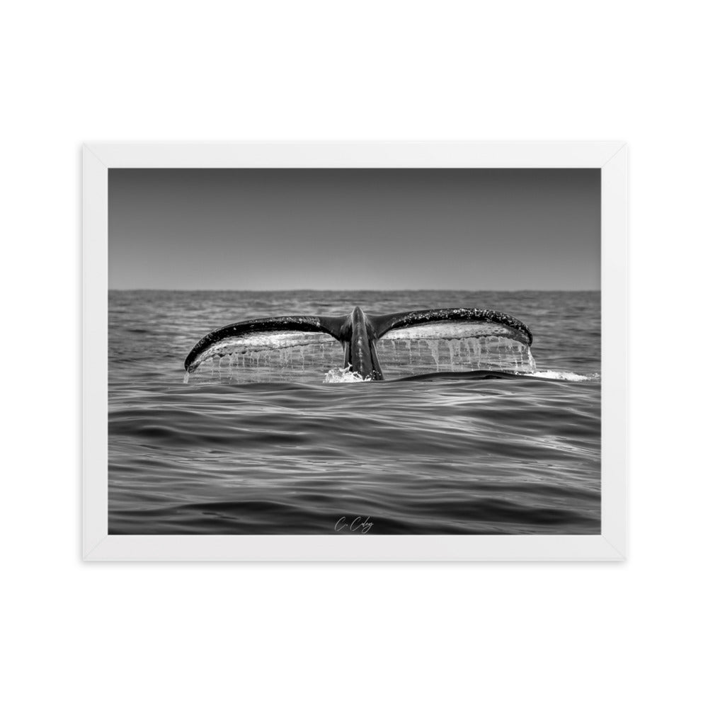 Photographie noir et blanc 'Baleine à Bosse N02' par Charles Coley, mettant en lumière la puissante et sereine nageoire caudale d'une baleine à bosse émergeant des eaux profondes et mystérieuses de l'océan.