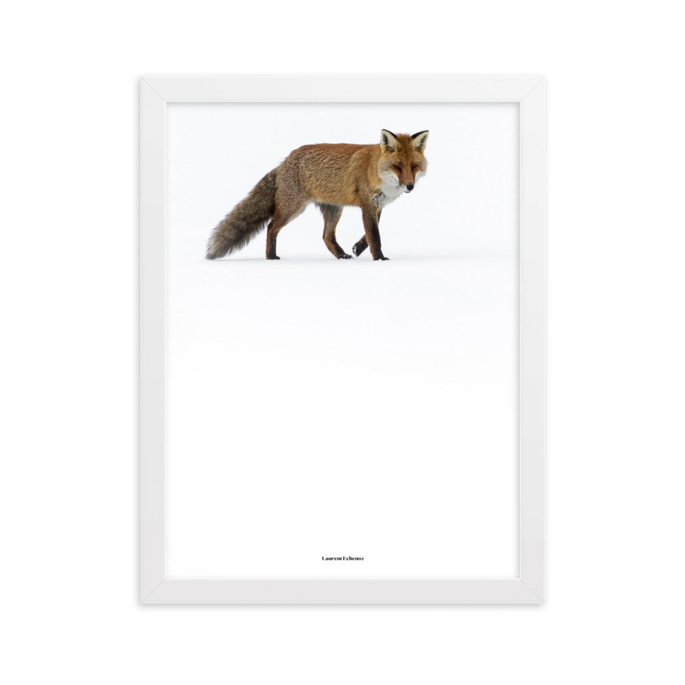 Photographie 'Doux Roux' de Laurent Echenoz, montrant un renard roux dans un paysage hivernal, encadré en aulne ou chêne pour une élégance naturelle.