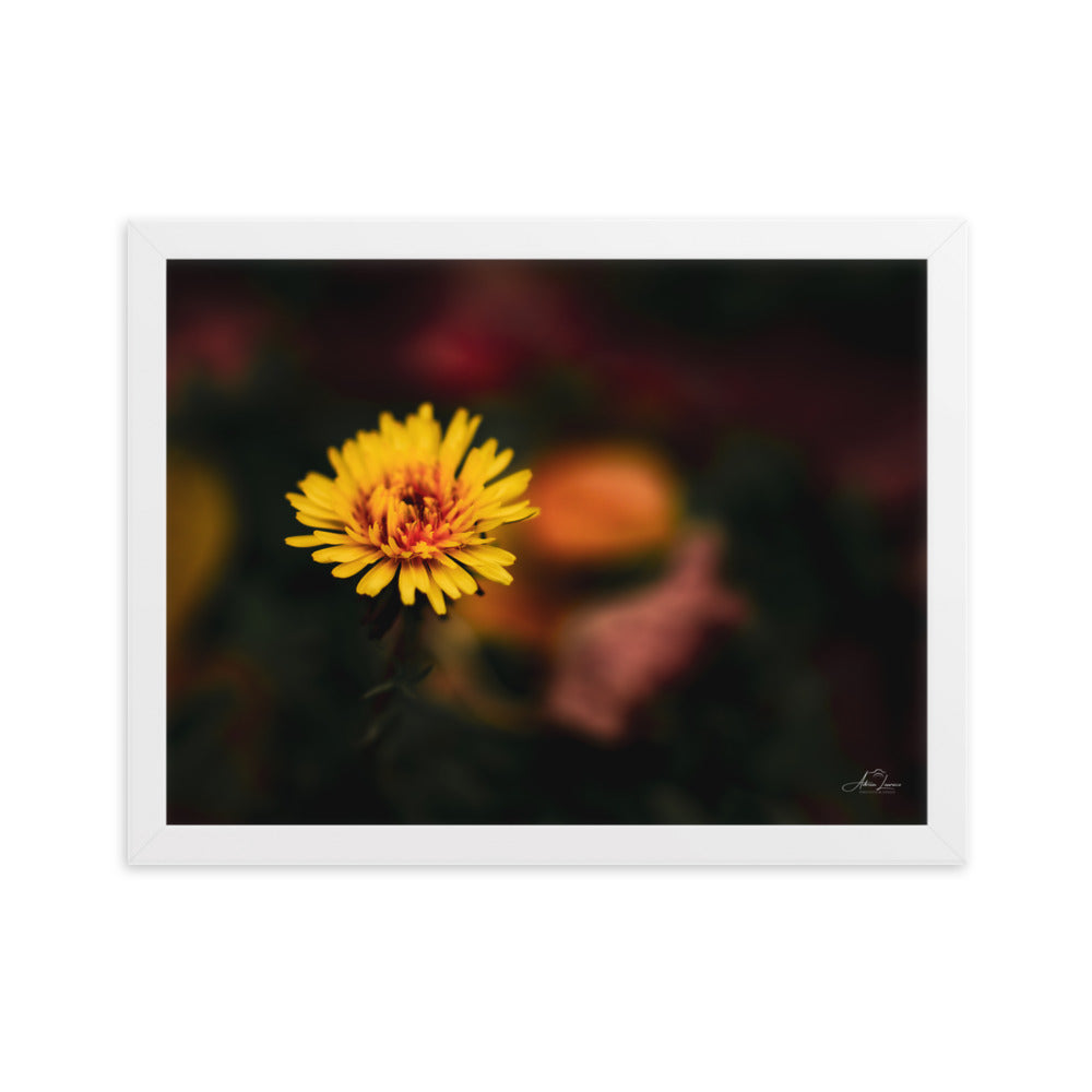 Photographie d'une fleur jaune vif se dressant contre un fond sombre et flou, capturée par Adrien Louraco, illustrant la résilience et la beauté de la nature.